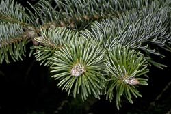 abies nordmanniana ssp equi trojani thumbnail graphic